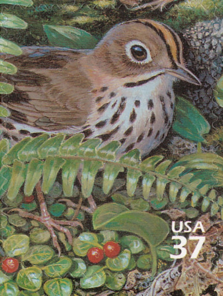 Ovenbird Stamp
