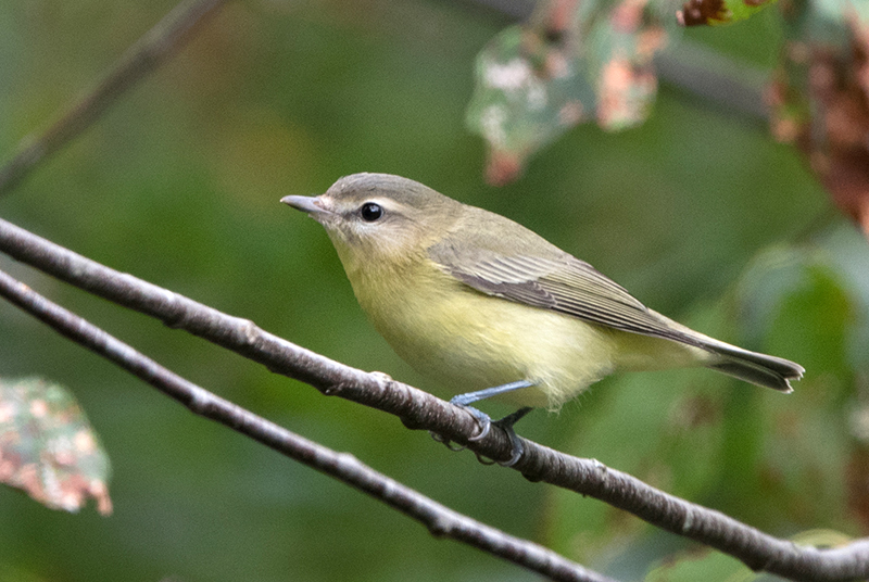 Philadelphia Vireo