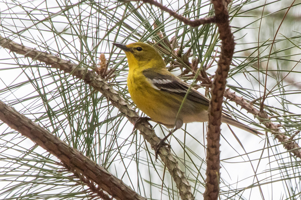 Pine Warbler Male