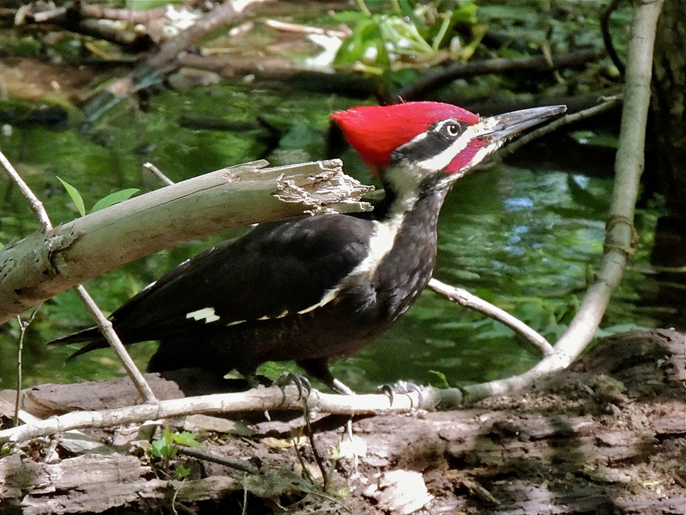 Pileated Woodpecker Male