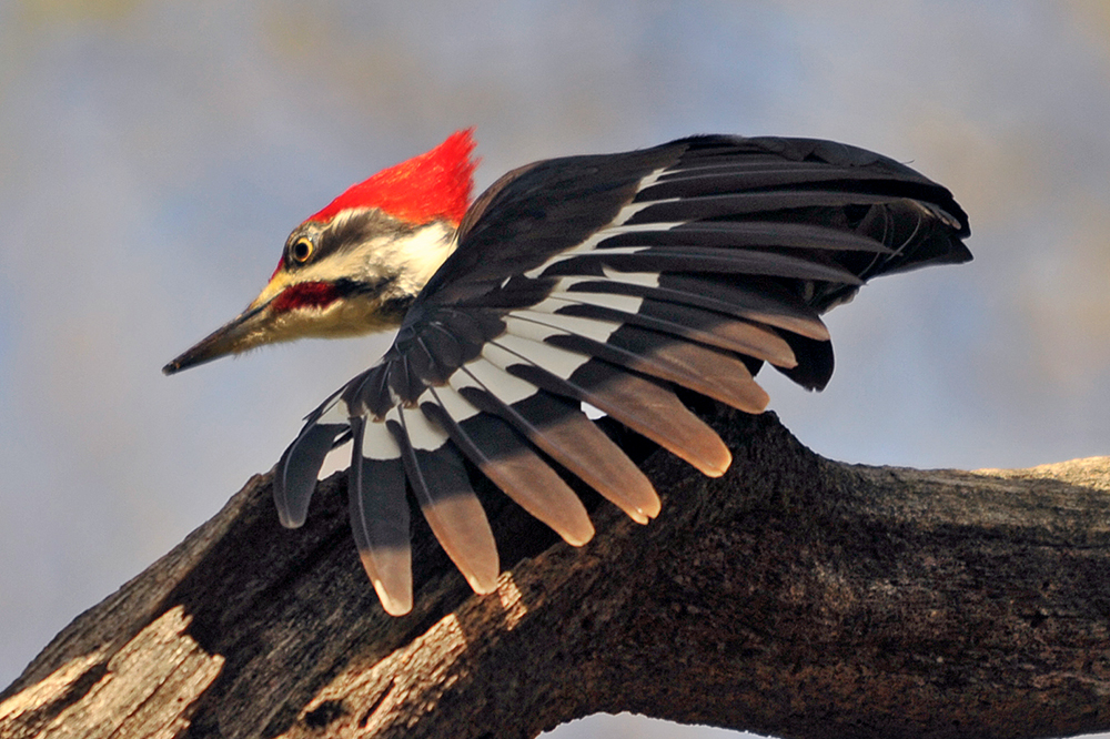 Pileated Woodpecker Male