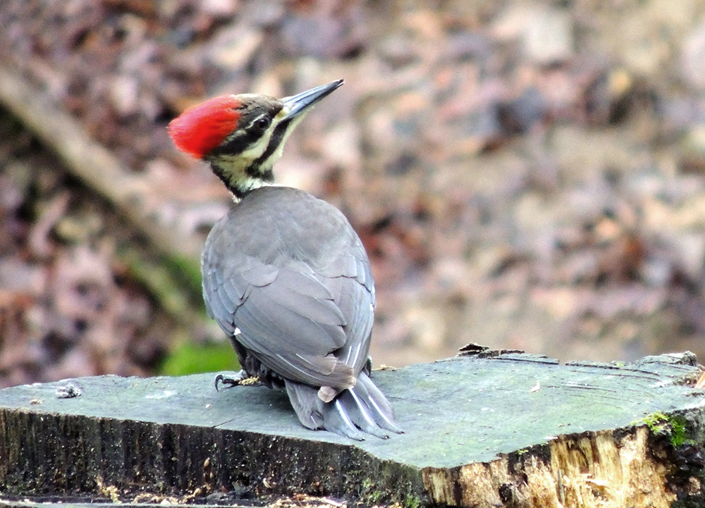 Pileated Woodpecker Female