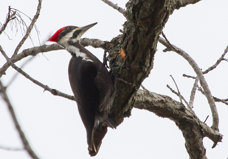 Pileated Woodpecker Female