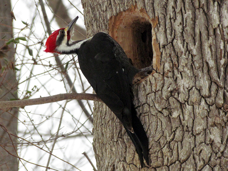 Pileated Woodpecker Male