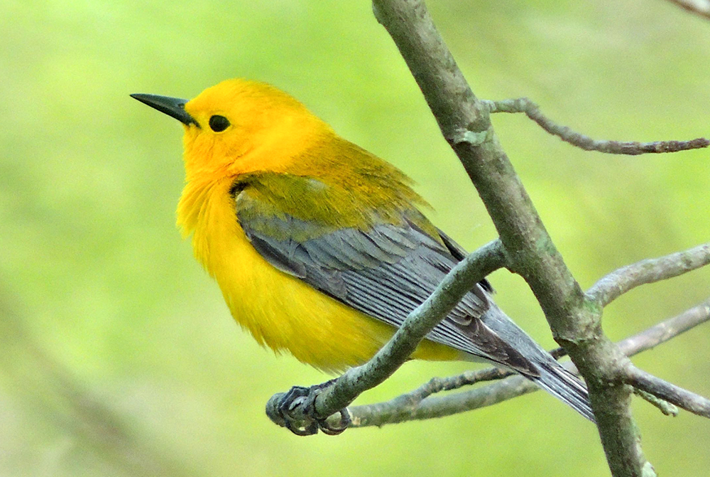 Prothonotary Warbler Male