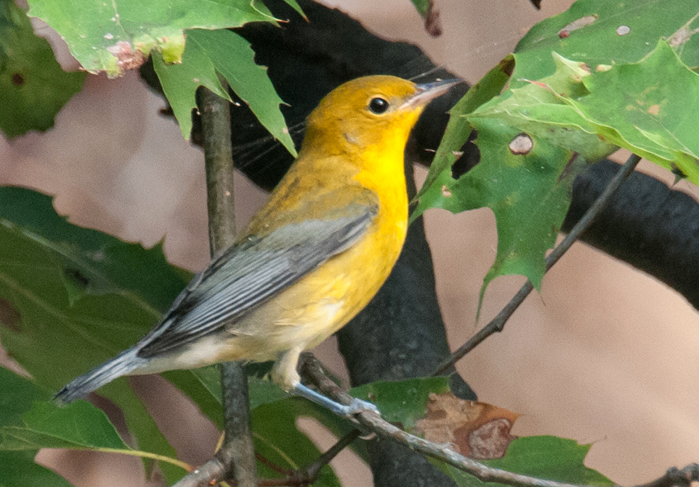 Prothonotary Warbler Female