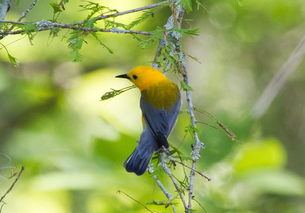 Prothonotary Warbler Male