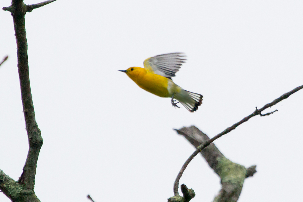 Prothonotary Warbler Male