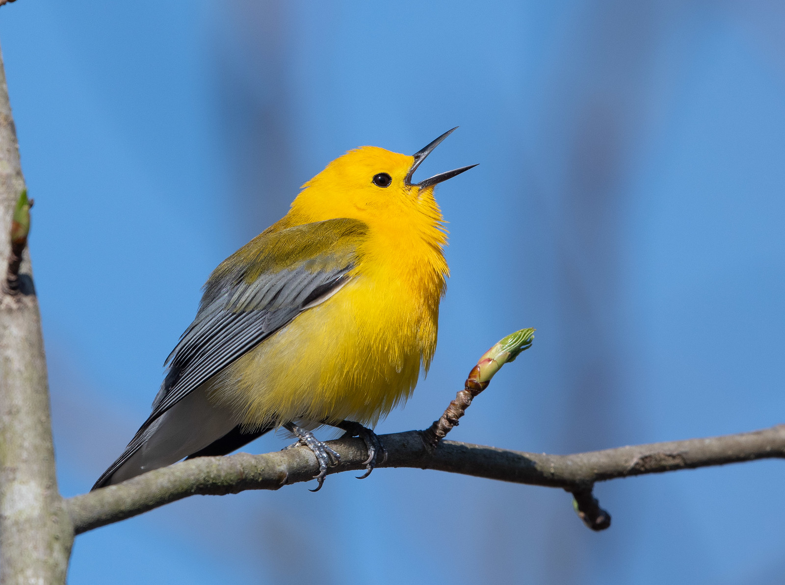 Prothonotary Warbler Male
