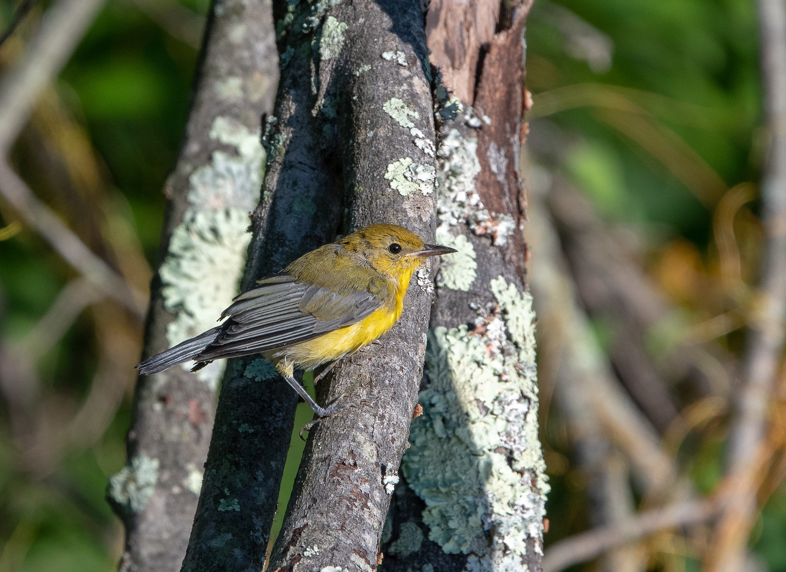 Prothonotary Warbler Fall First-year Female