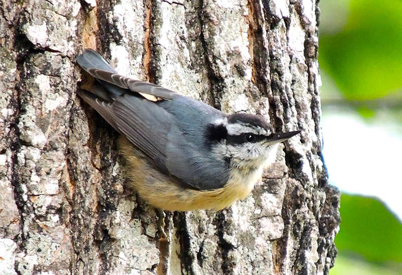 Red-breasted Nuthatch