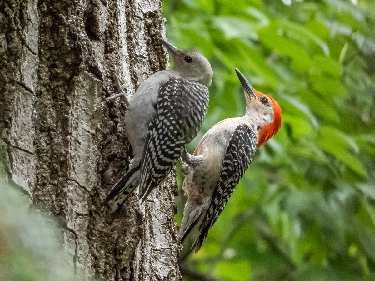 Juvenile and Adult Male Red-bellied Woodpeckers