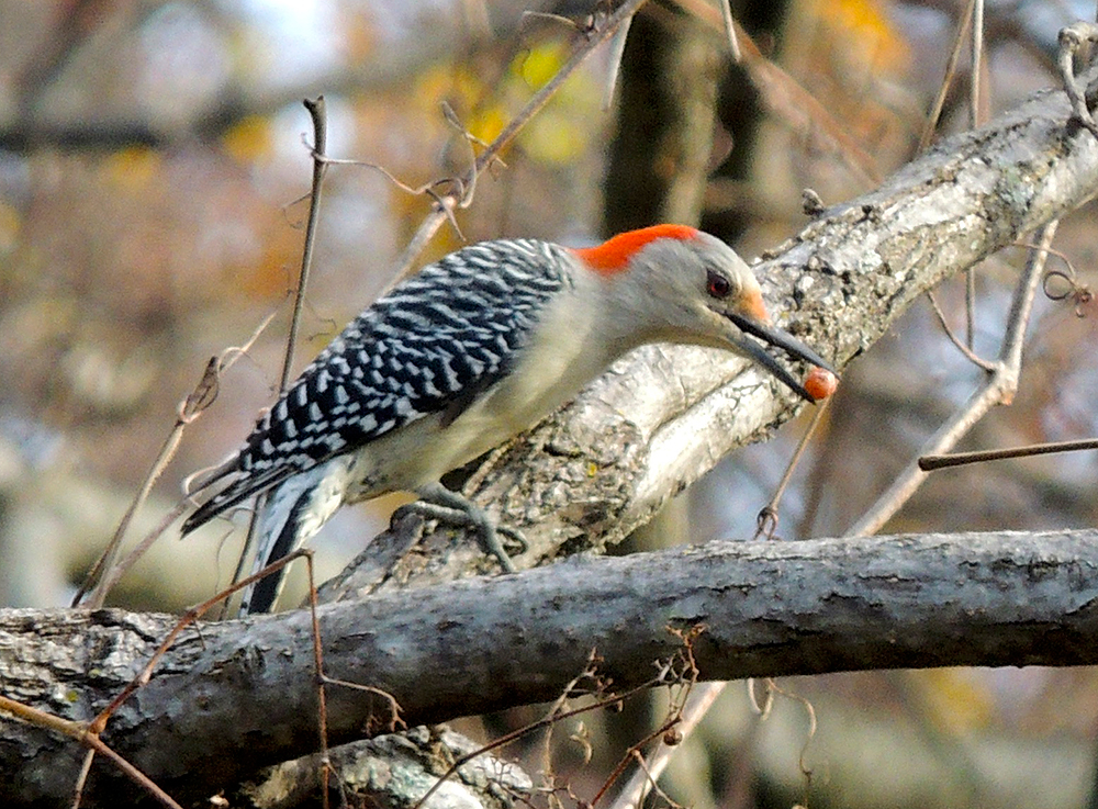 Red-bellied Woodpecker Female