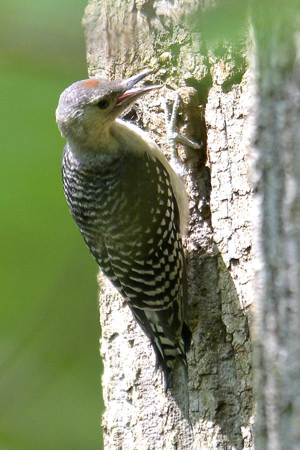 Red-bellied Woodpecker Juvenile