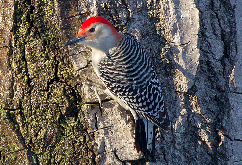 Red-bellied Woodpecker Male