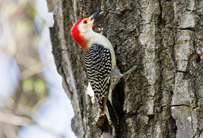 Red-bellied Woodpecker Males