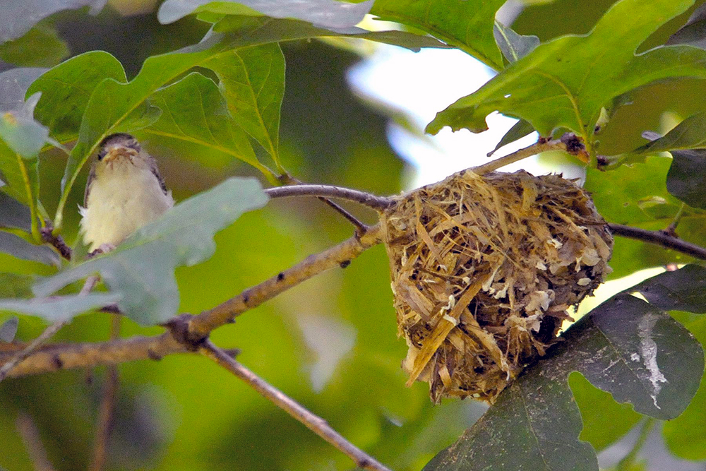 Red-eyed Vireo Nest