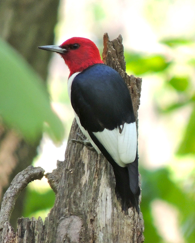 Red-headed Woodpecker Adult