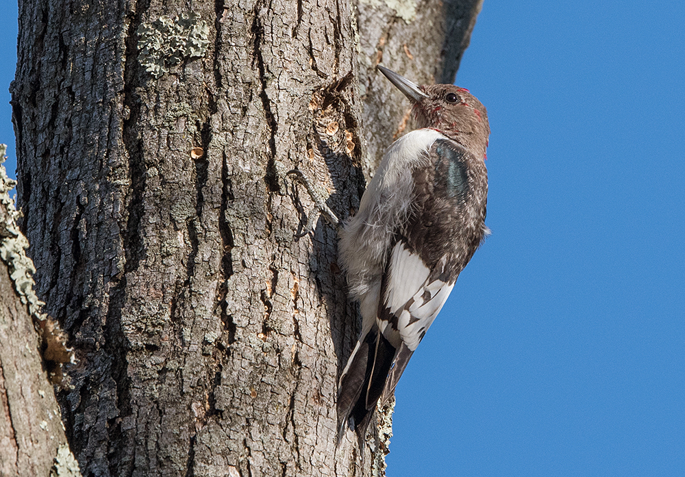 Red-headed Woodpecker Juvenile 