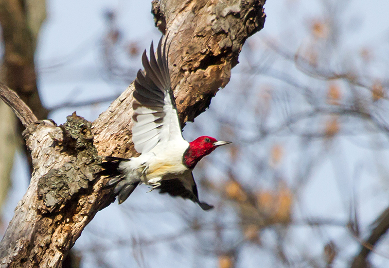 Red-headed Woodpecker Adult