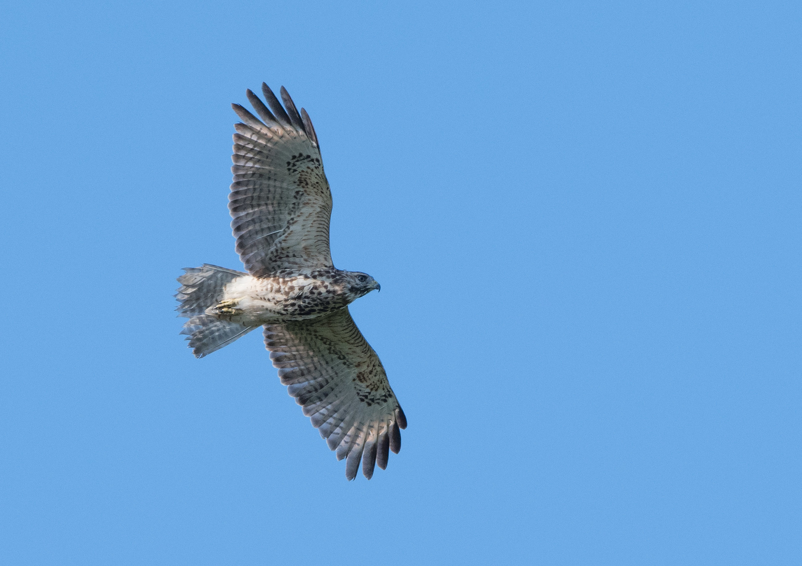 Red-shouldered Hawk Juvenile
