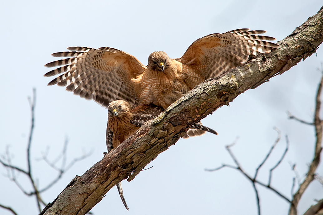 Red-shouldered Hawk Mating Adults