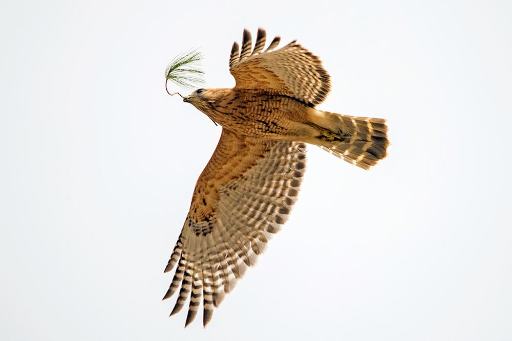 Red-shouldered Hawk Adult with Nesting Material