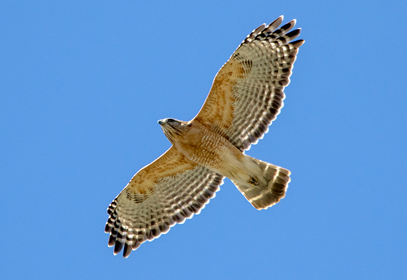 Red-shouldered Hawk Adult in flight