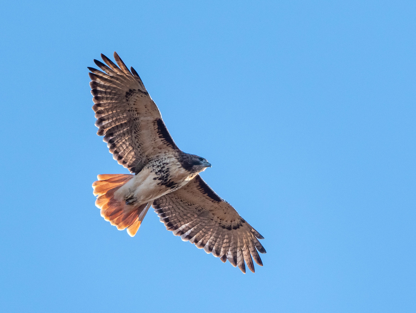 Red-tailed Hawk Adult