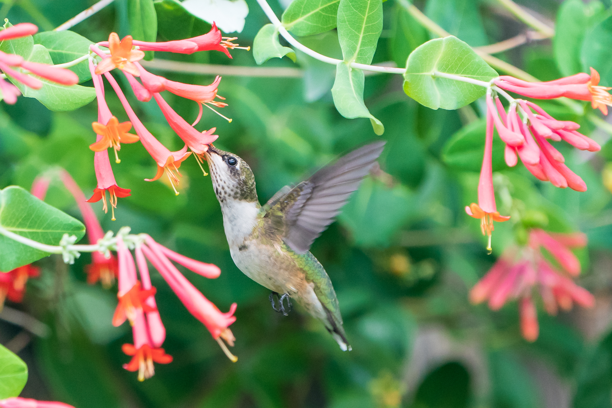 Ruby-throated Hummingbird Immature Female