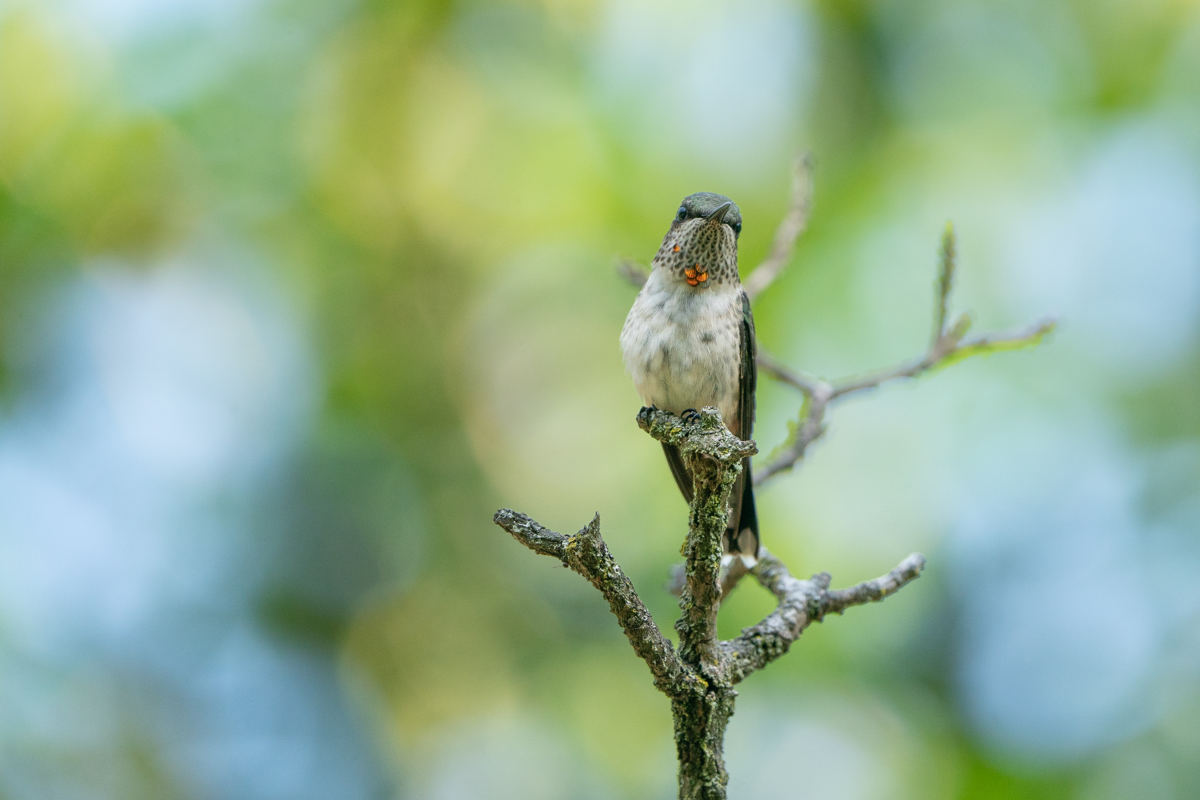 Ruby-throated Hummingbird Immature Male