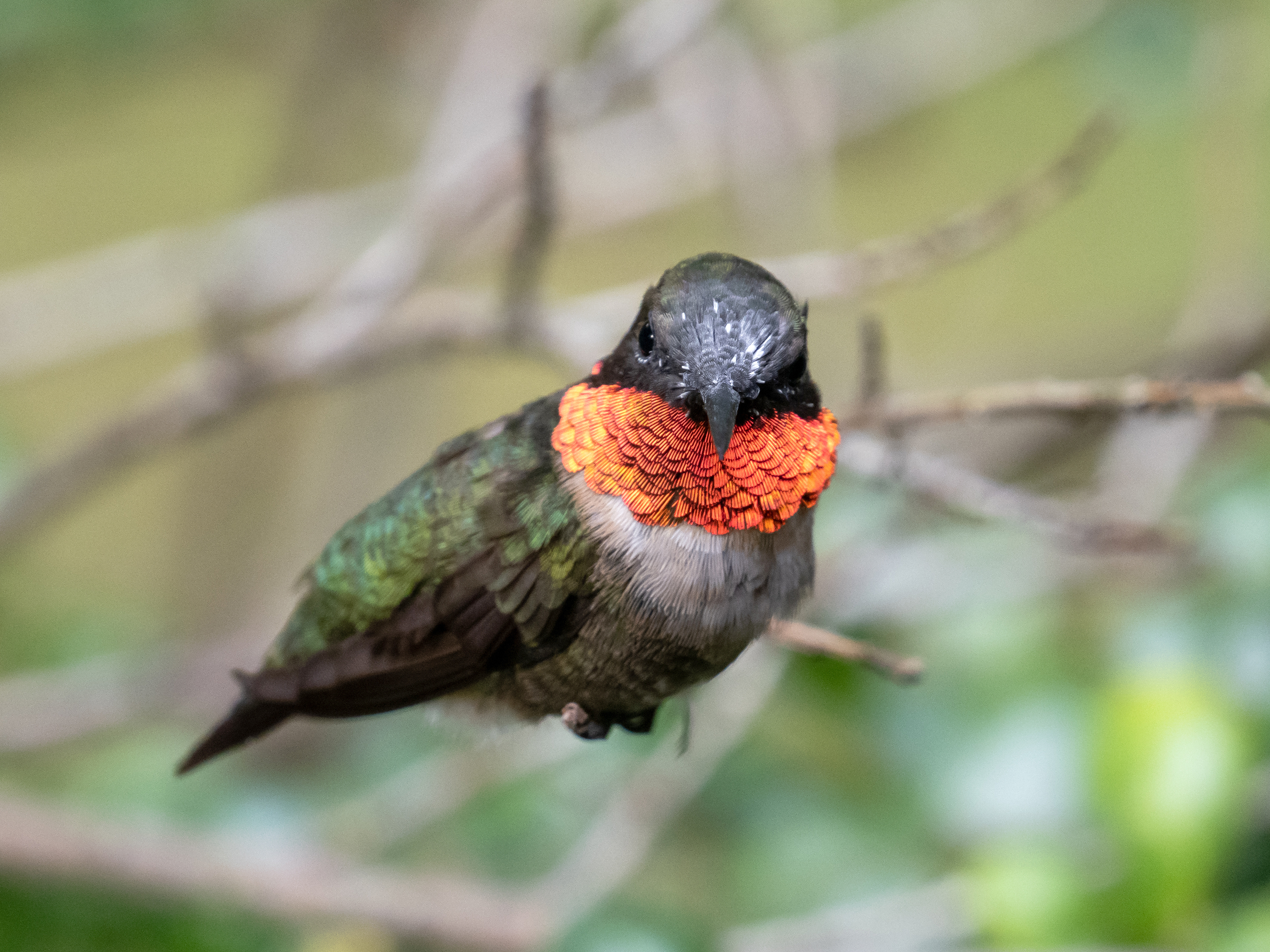 Ruby-thorated Hummingbird Male