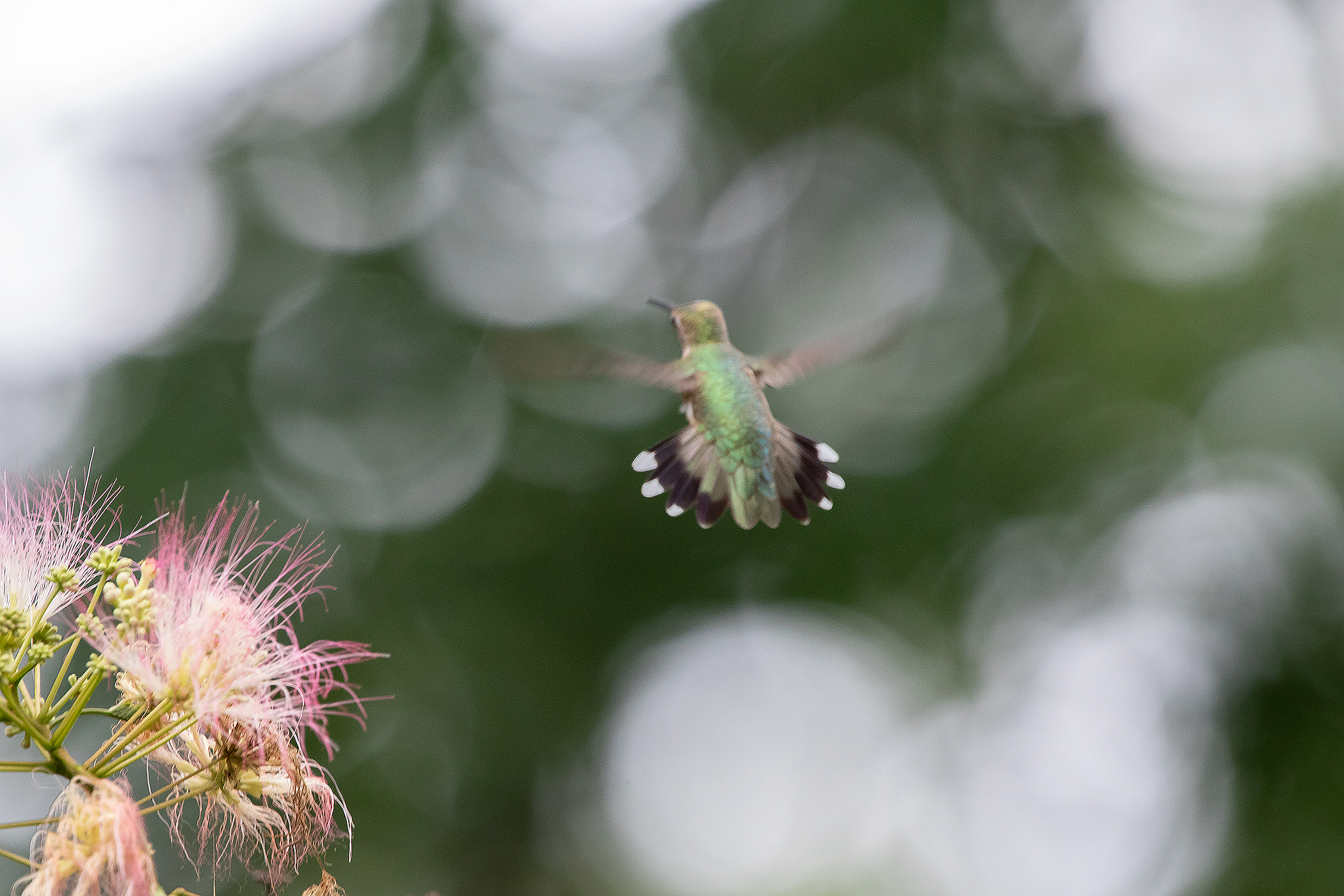 Ruby-throated Hummingbird Tail