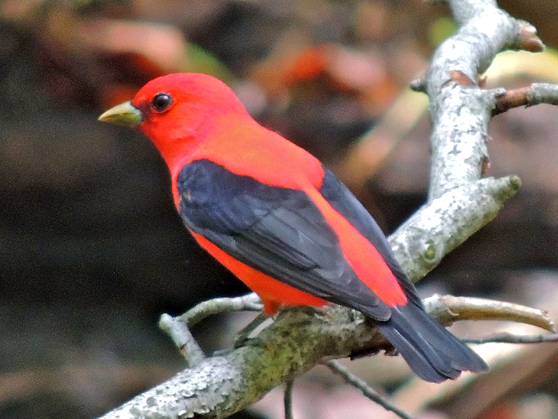 Scarlet Tanager Male