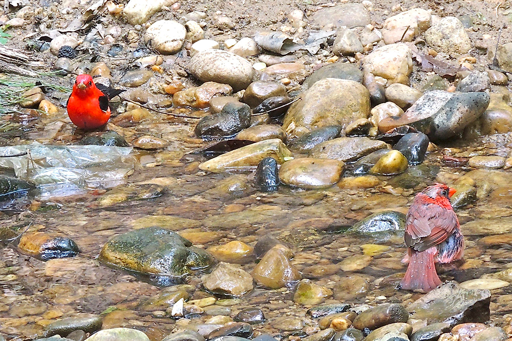 Scarlet Tanager Male and Northern Cardinal Male