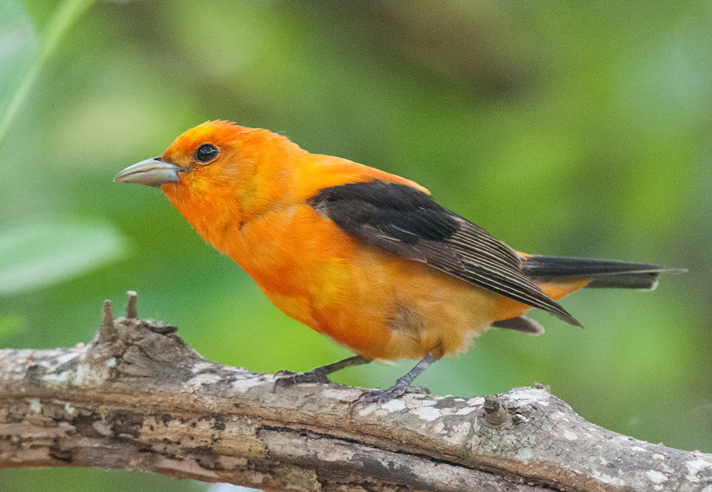Orange Scarlet Tanager Male