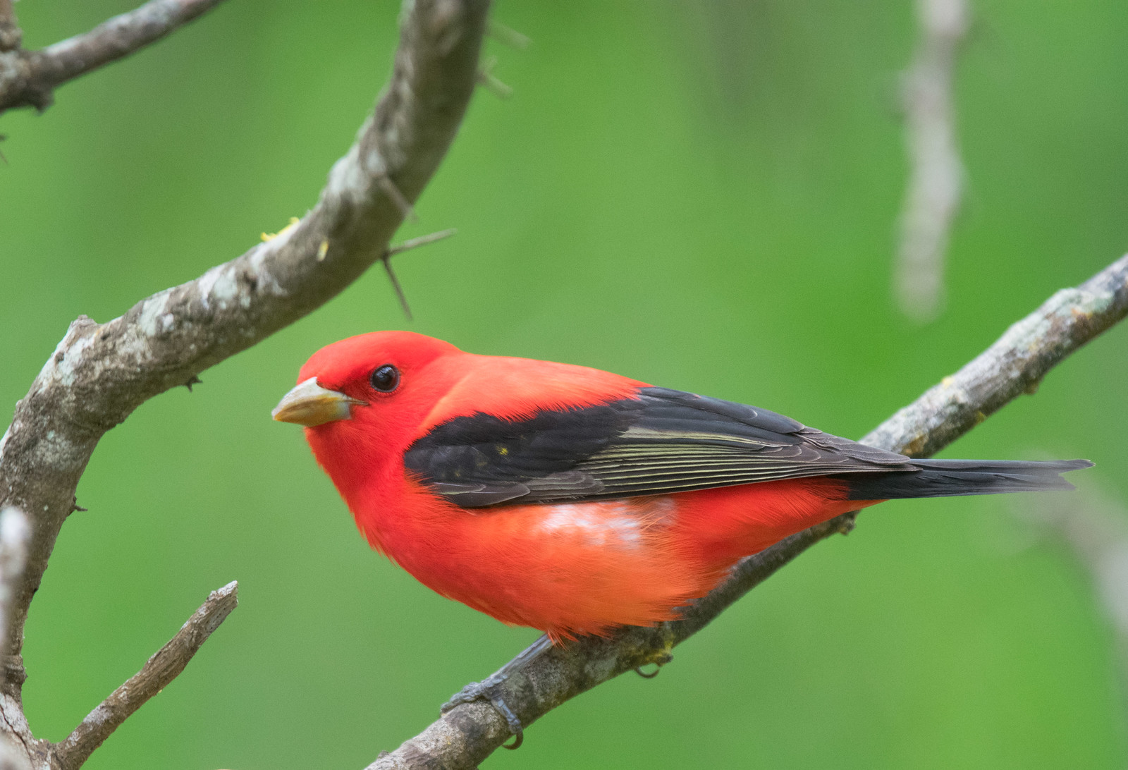 Scarlet Tanager Male