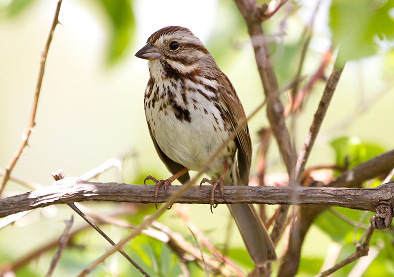 Song Sparrow