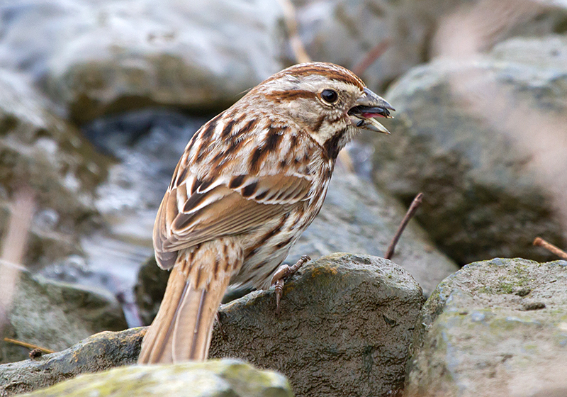 Song Sparrow