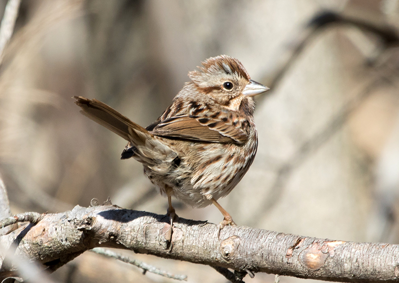 Song Sparrow