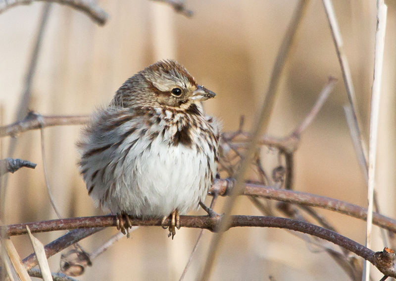 Song Sparrow