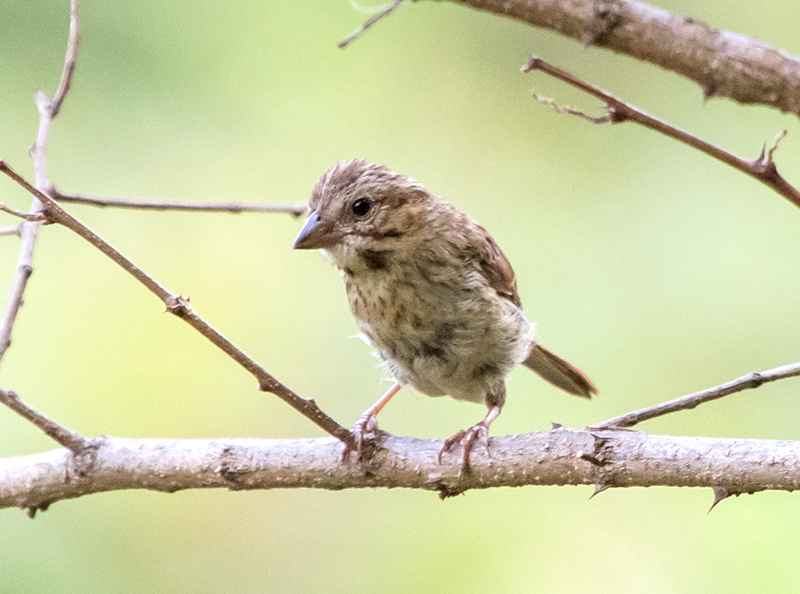 Juvenile Song Sparrow