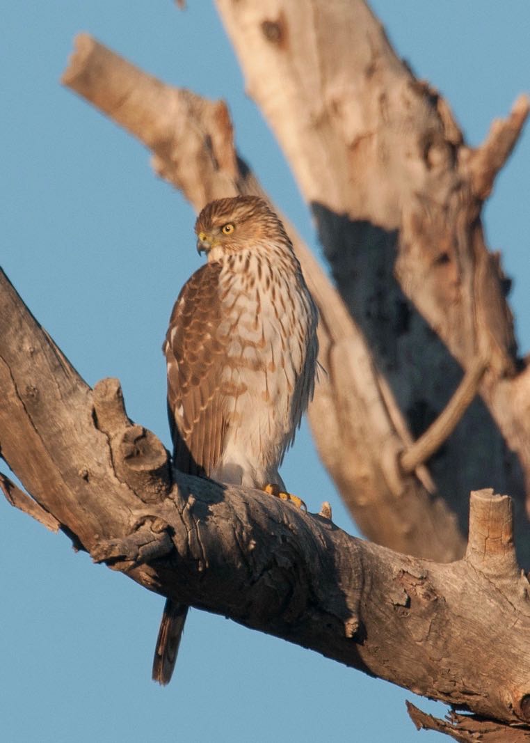 Sharp-shinned Hawk