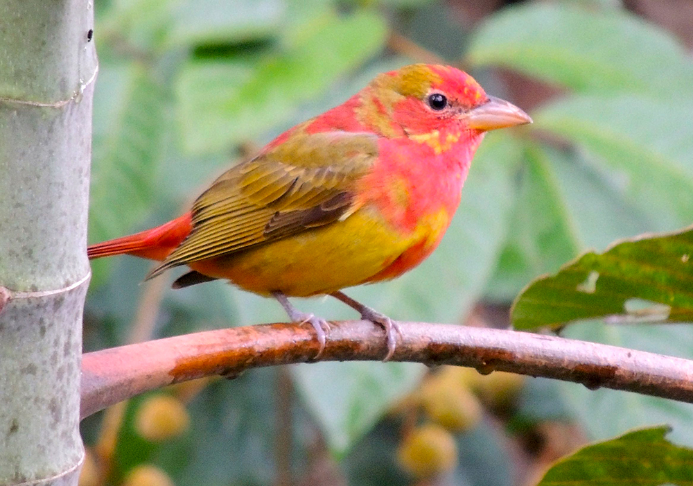 Summer Tanager Second-year Male