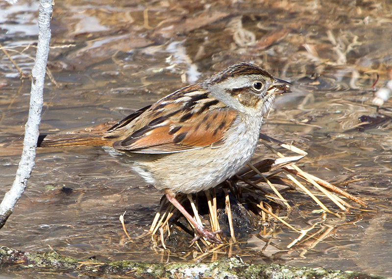 Swamp Sparrow