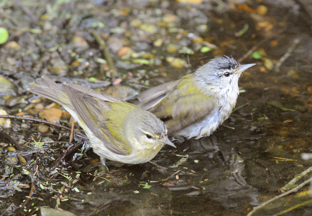 Tennessee Warbler Female and Male