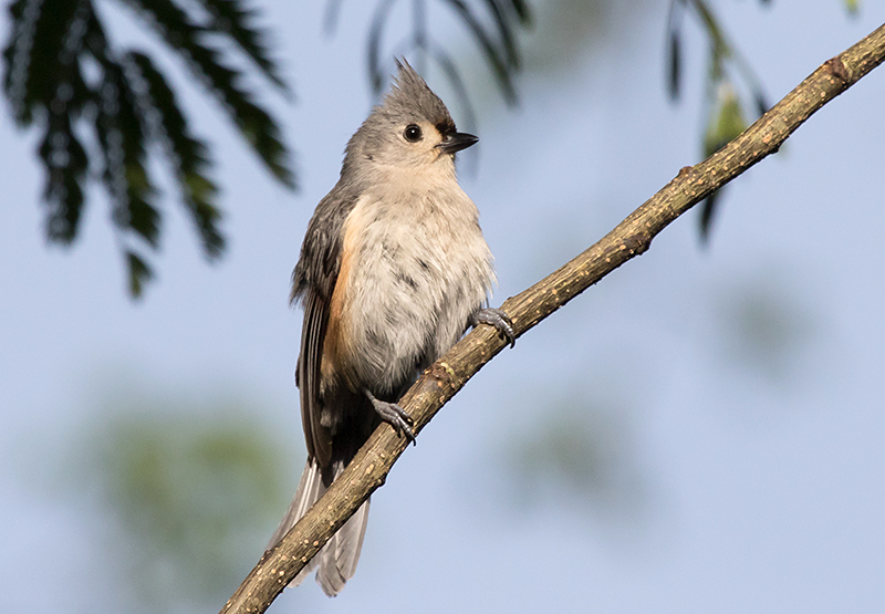 Tufted Titmouse