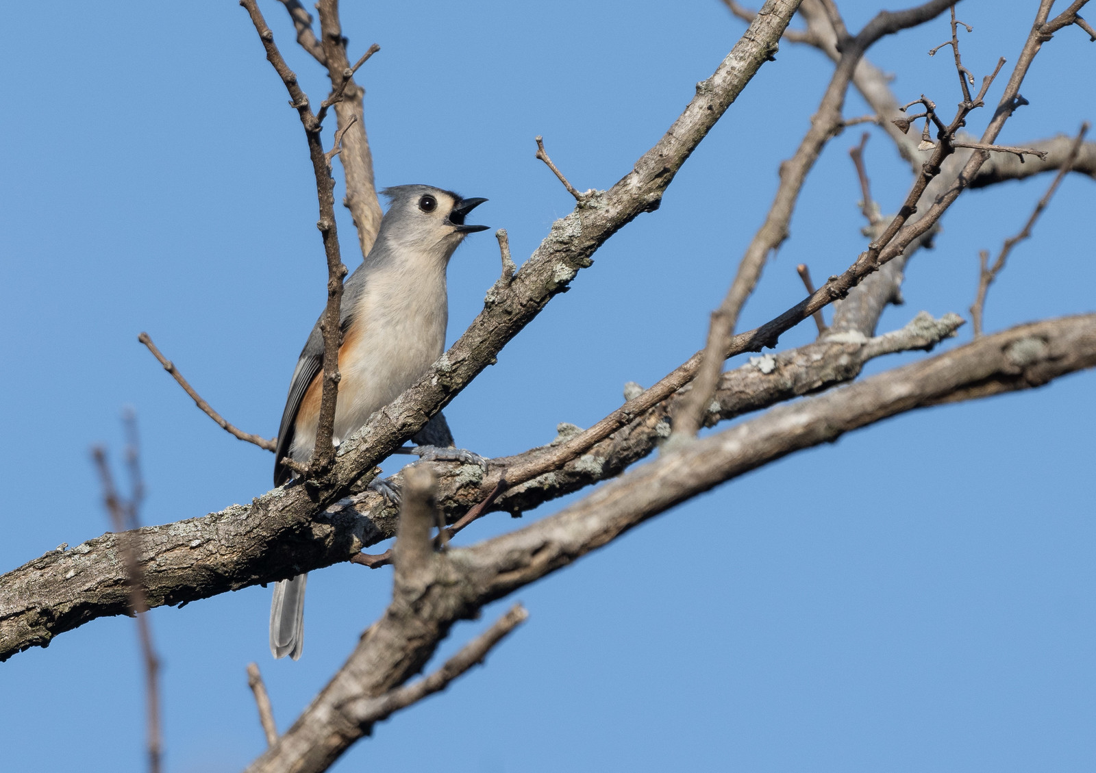 Tufted Titmouse