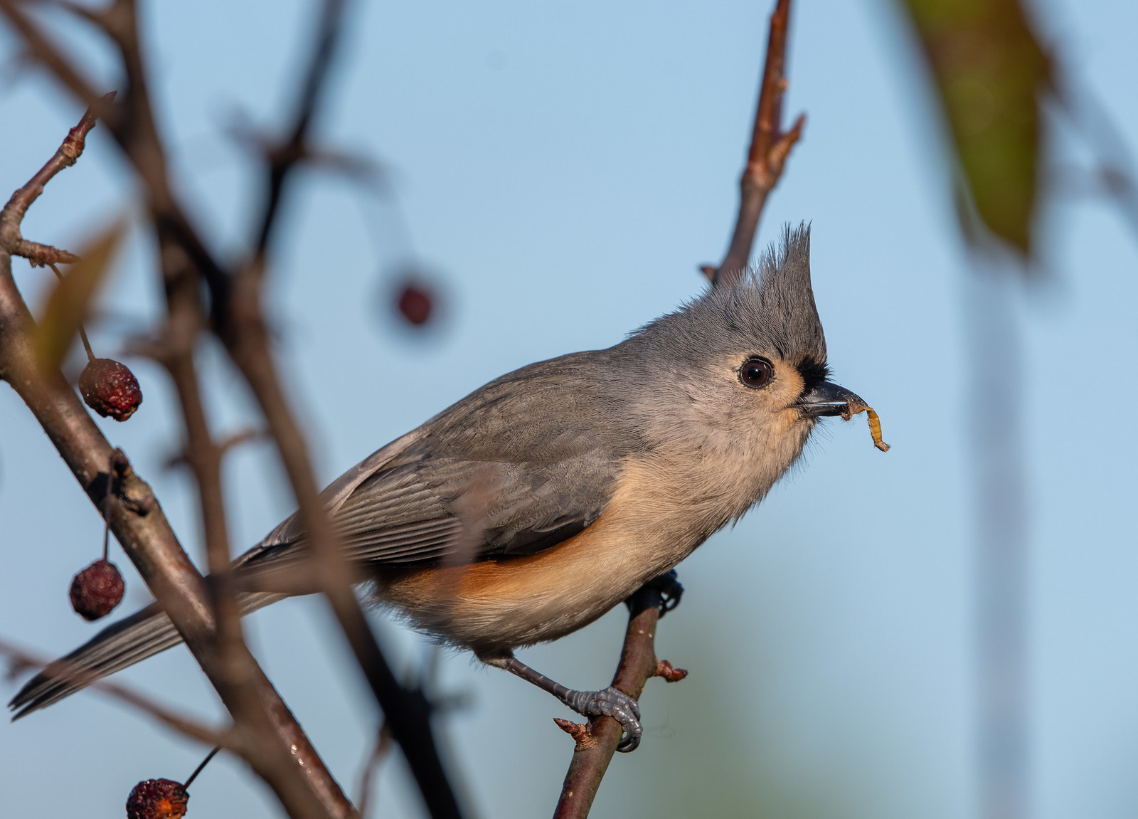 Tufted Titmouse