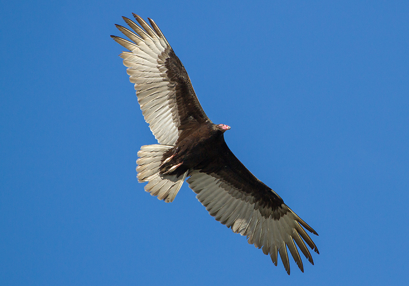 Turkey Vulture